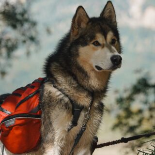 week 40|52 • days filled w/ autumn walks and cuddles; and a daily fire salamander invasion in the kennels 🫠
.
.
.
#alaskan #malamute #alaskanmalamute #malamutenorthernroots #packlife #explorenature #malamutesofinstagram #sleddog #outdooradventures #home #greatoutdoors #naturelovers #homeviews #austria #gratefulheart #homeinthewoods #forestlove #natureperfection #exploretheoutdoors #capturedmoments #autumnvibes #fallishere #goldenseason