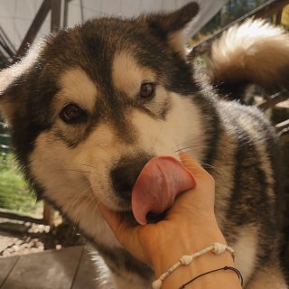 week 42|52 • a week full of sunshine, adventures and fay’s breeding approval. oh, and new dog houses 🏘️ 
.
.
.
#alaskan #malamute #alaskanmalamute #malamutenorthernroots #packlife #explorenature #malamutesofinstagram #sleddog #outdooradventures #home #greatoutdoors #naturelovers #homeviews #austria #gratefulheart #homeinthewoods #forestlove #natureperfection #exploretheoutdoors #capturedmoments #autumnvibes #fallishere #goldenseason #newdoghouse