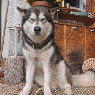 week 43|52 • just pottering around 🦦
.
.
.
#alaskan #malamute #alaskanmalamute #malamutenorthernroots #packlife #explorenature #malamutesofinstagram #sleddog #outdooradventures #home #greatoutdoors #naturelovers #homeviews #austria #gratefulheart #homeinthewoods #forestlove #natureperfection #exploretheoutdoors #capturedmoments #autumnvibes #fallishere #goldenseason