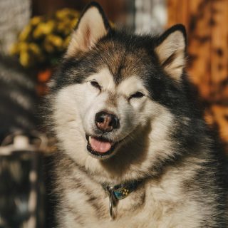 week 45|52 • soaking in all the sun ☀️
.
.
.
#alaskan #malamute #alaskanmalamute #malamutenorthernroots #packlife #naturexplorer #malamutesofinstagram #sleddog #outdooradventures #woodlandvibes #greatoutdoors #naturelovers #visitaustria #gratefulheart #homeinthewoods #natureperfection #exploretheoutdoors #capturedmoments #doglovers #autumnmood #autumnadventures